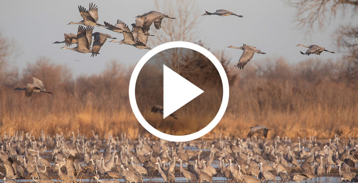A huge flock of Sandhill Cranes stand and fly.