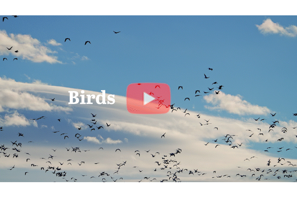 Birds fly past text reading "Birds on the Move."