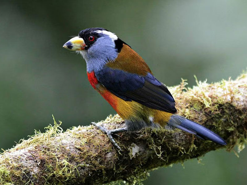Photo of a Toucan Barbet perched on a mossy tree branch. 