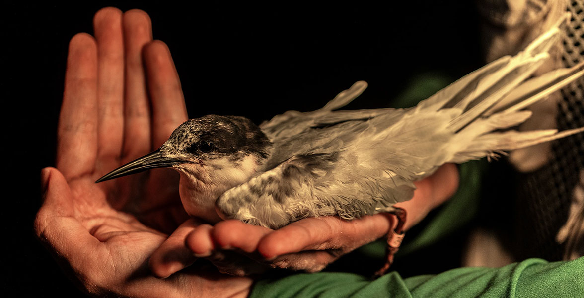 A banded Roseate Tern sits on a person's hand.