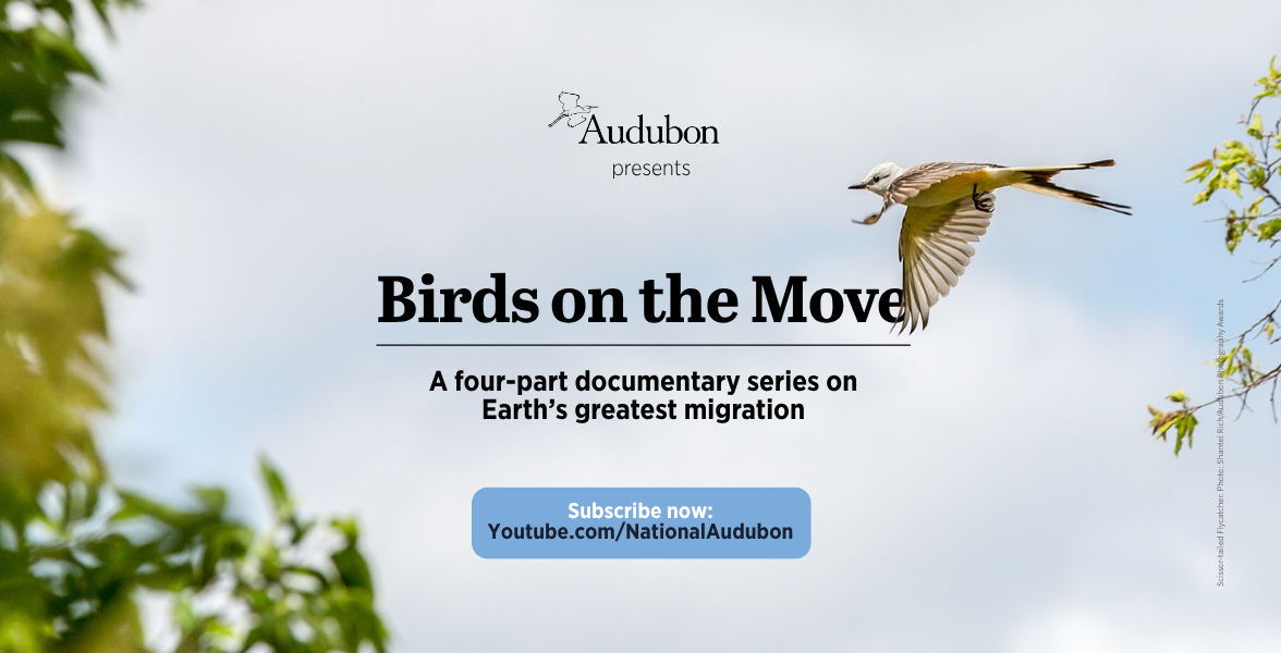 A Scissor-tailed Flycatcher flies near the Audubon logo and text reading "Birds on the Move." Under that is more text raeding "A four-part documentary series on Earth's greatest migration." Below that is more text reading "Subscribe now: Youtube.com/National Audubon."