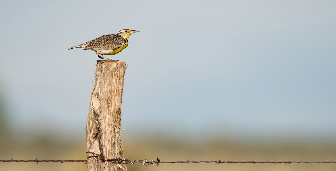 Photo of a Western Meadowlark perched on a fence post.