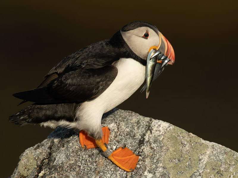 Photo of an Atlantic Puffin holding small fish in its beak.