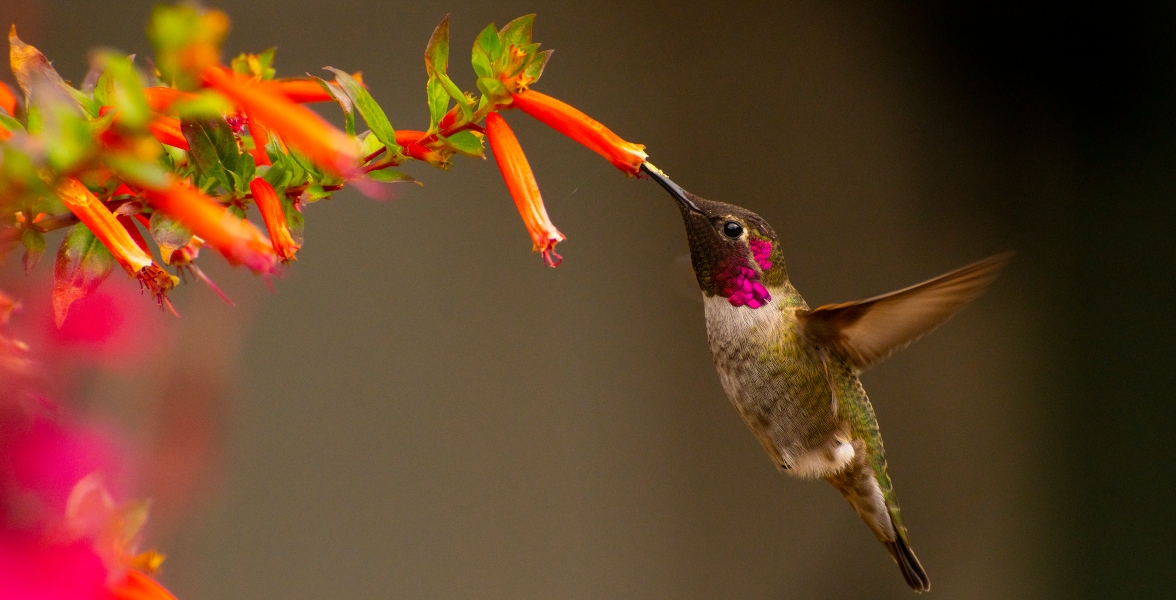 An Anna's Hummingbird sips nectar from a large firecracker plant while hovering.