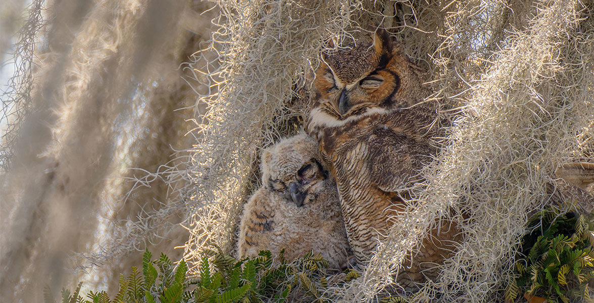 A Great Horned Owl owlet and parent nap together surrounded by Spanish moss.