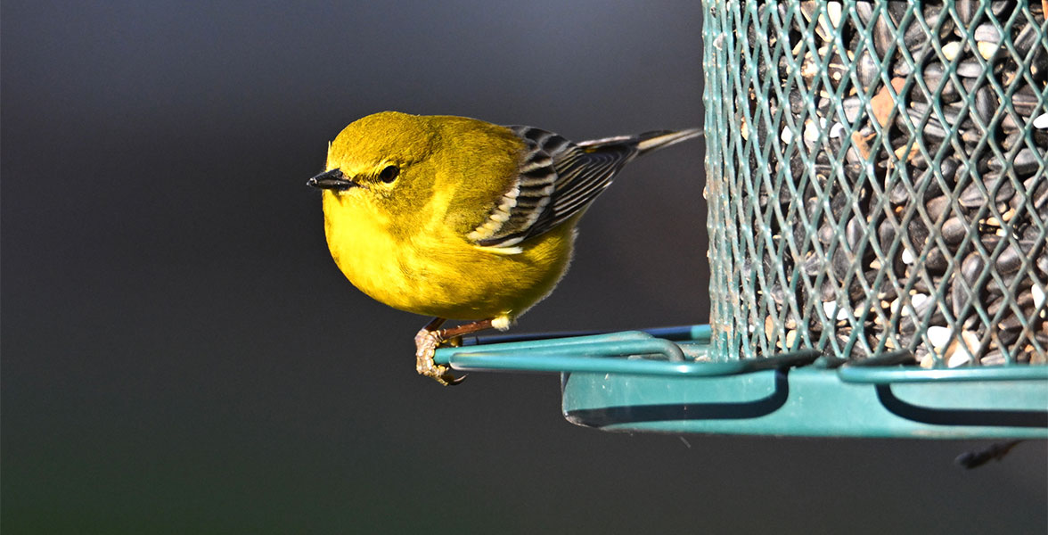 A Pine Warbler perches on a bird feeder.