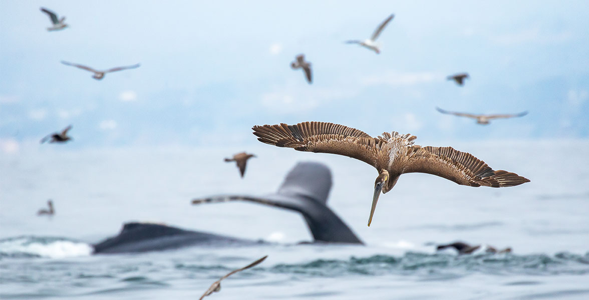 Brown Pelicans fly above open sea. A whale's tail is seen in the background.