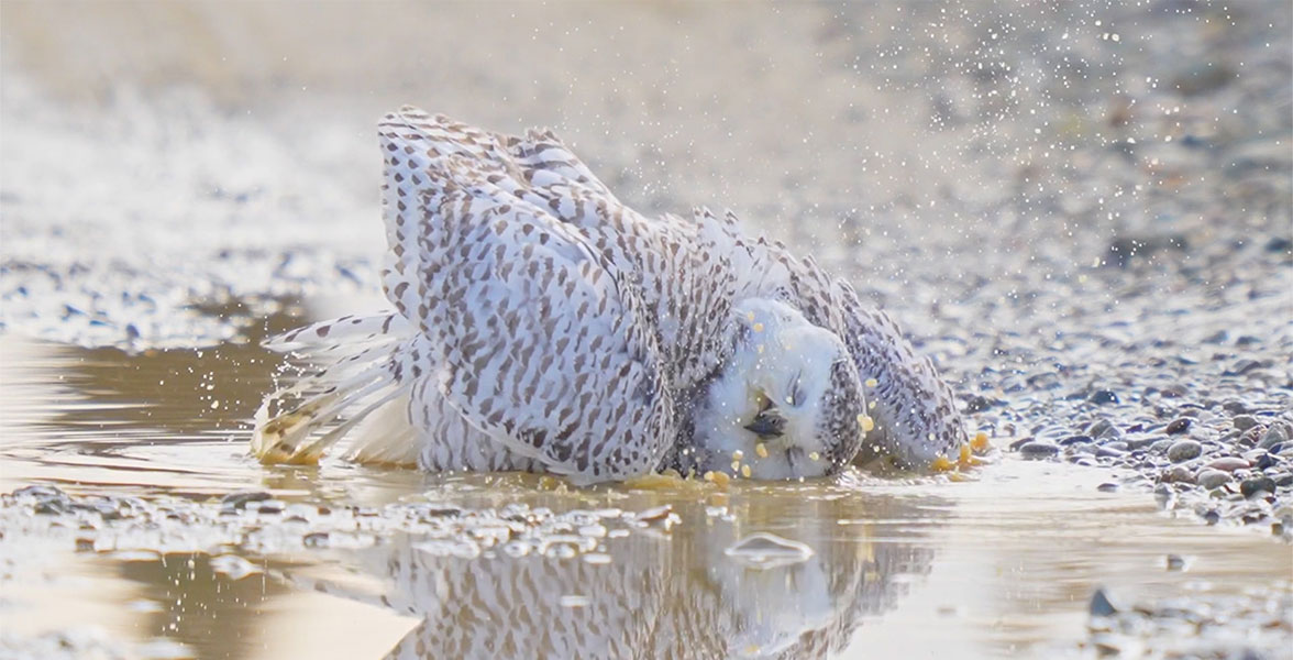 A Snowy Owl takes a bath