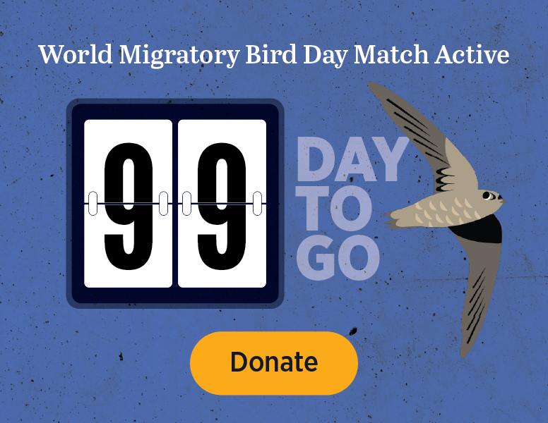 World Migratory Bird Day Match Active. 1 Day to Go. [Donate]