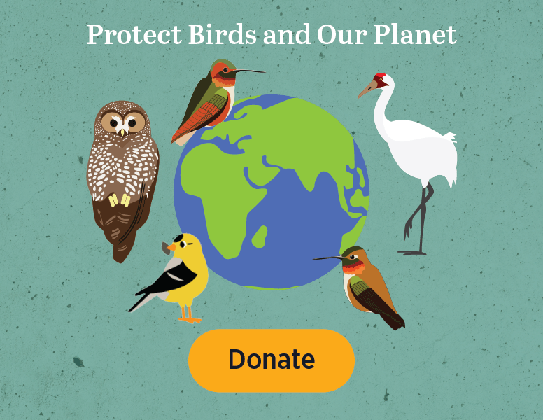 2026 Earth Day graphic | middle image