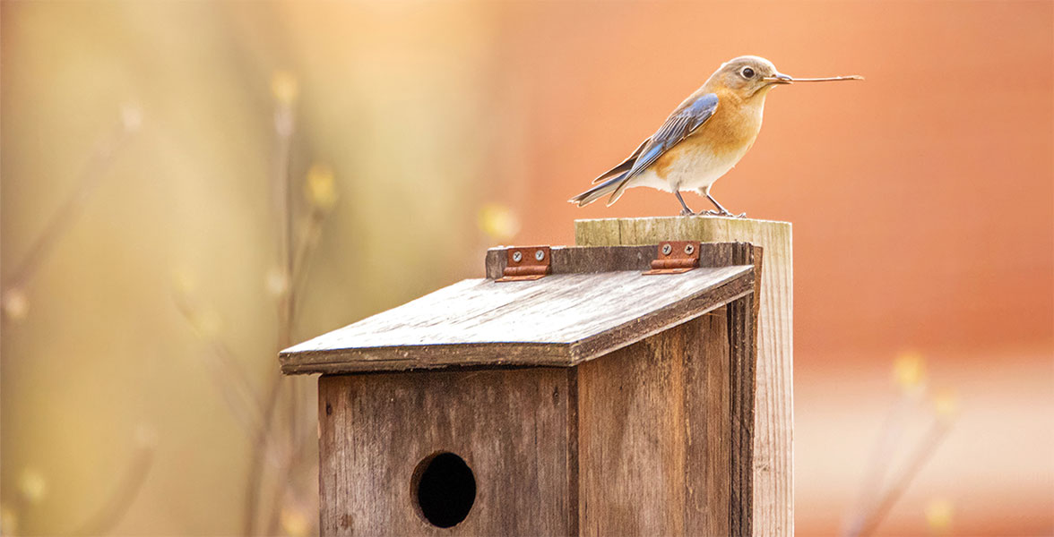 An Eastern Bluebird perches on a birdhouse.