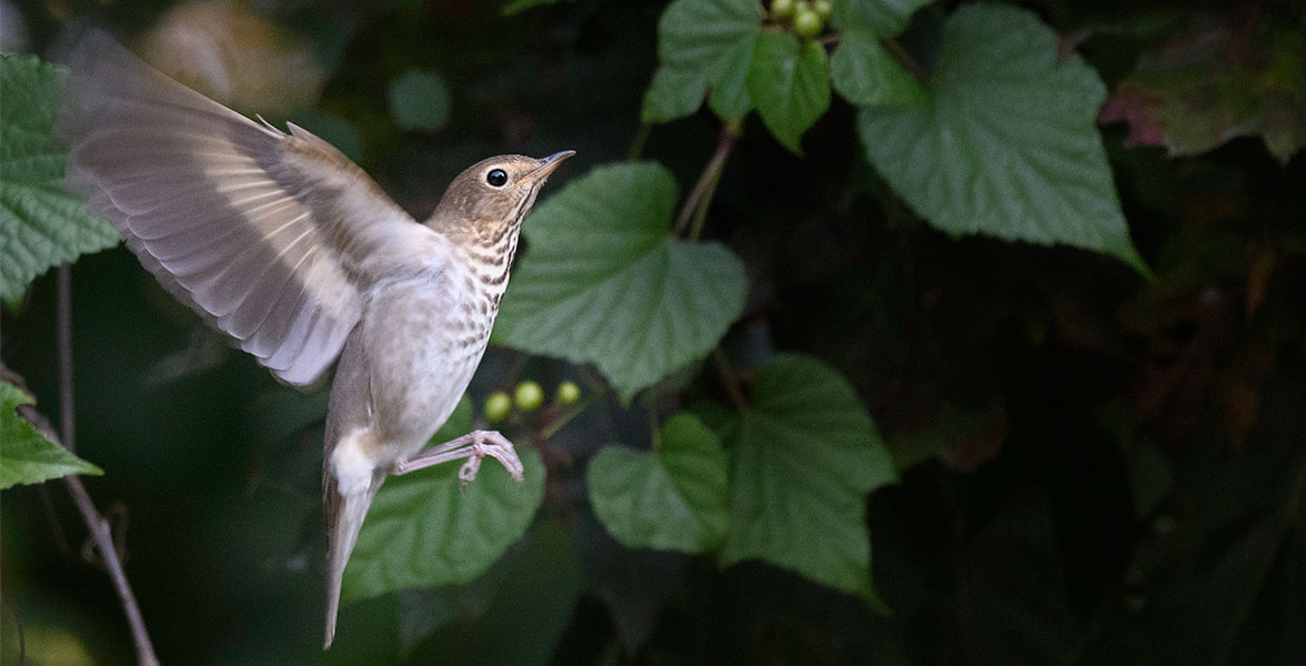 A Swainson's Thrush mid-flight.