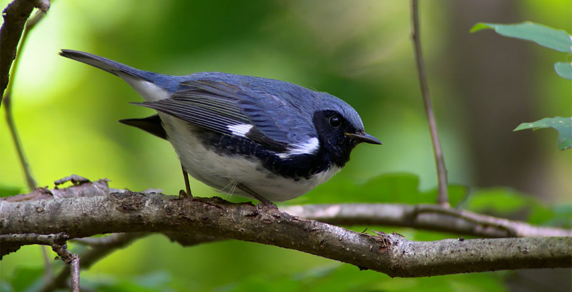 A Black-throated Blue Warbler perches on a tree branch.