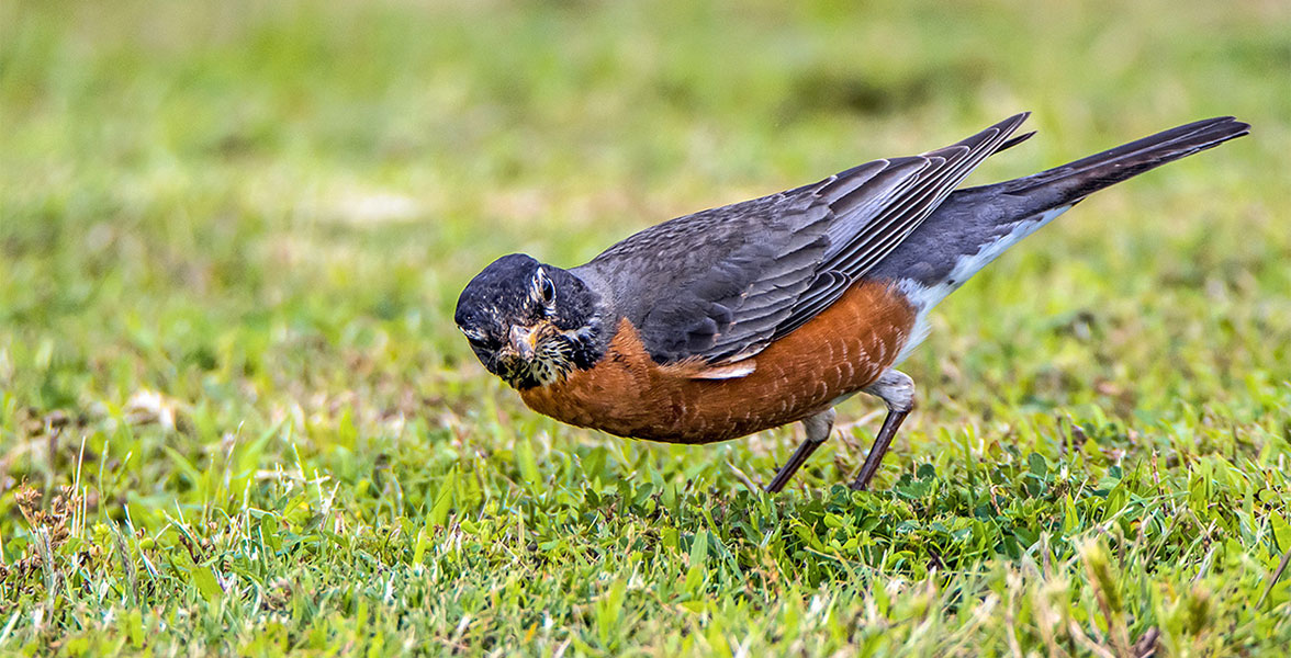 An American Robin stands on grass.