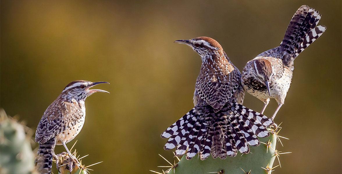 Three Cactus Wrens perched on top of a cactus.