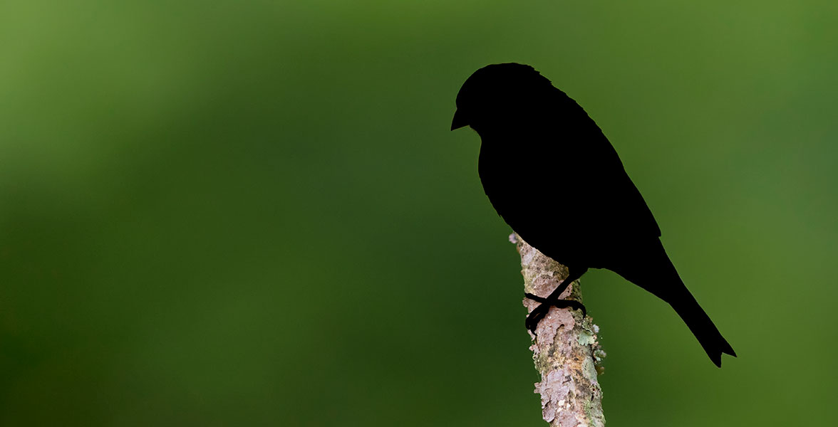 A silhouette of a bird perched on a tree branch.