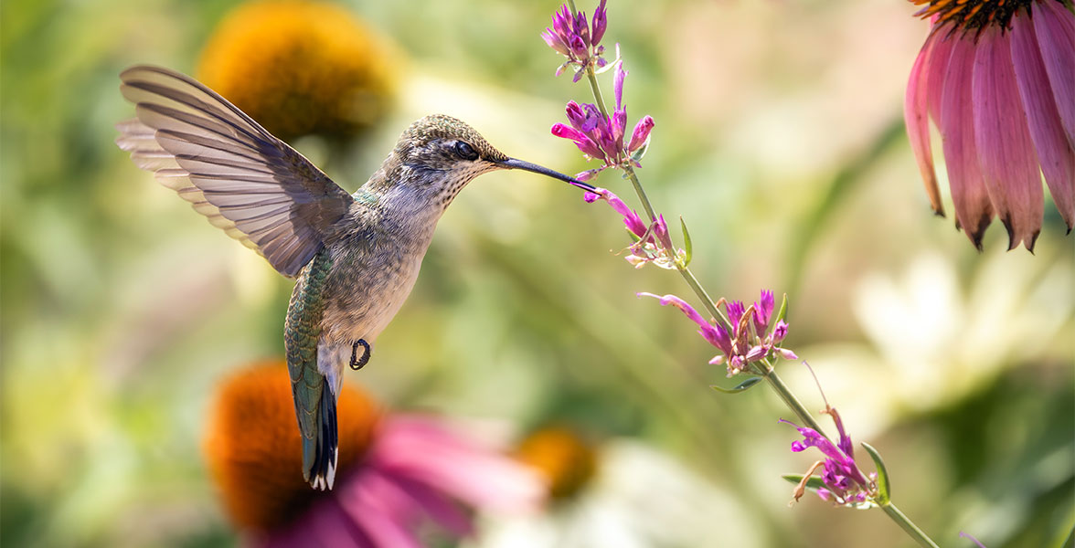A Ruby-throated Hummingbird hovers by flowers.