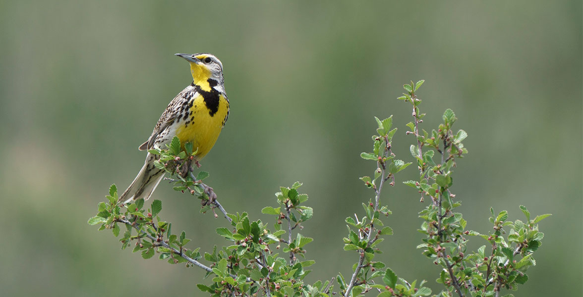 A Western Meadowlark perches on top of a plant.