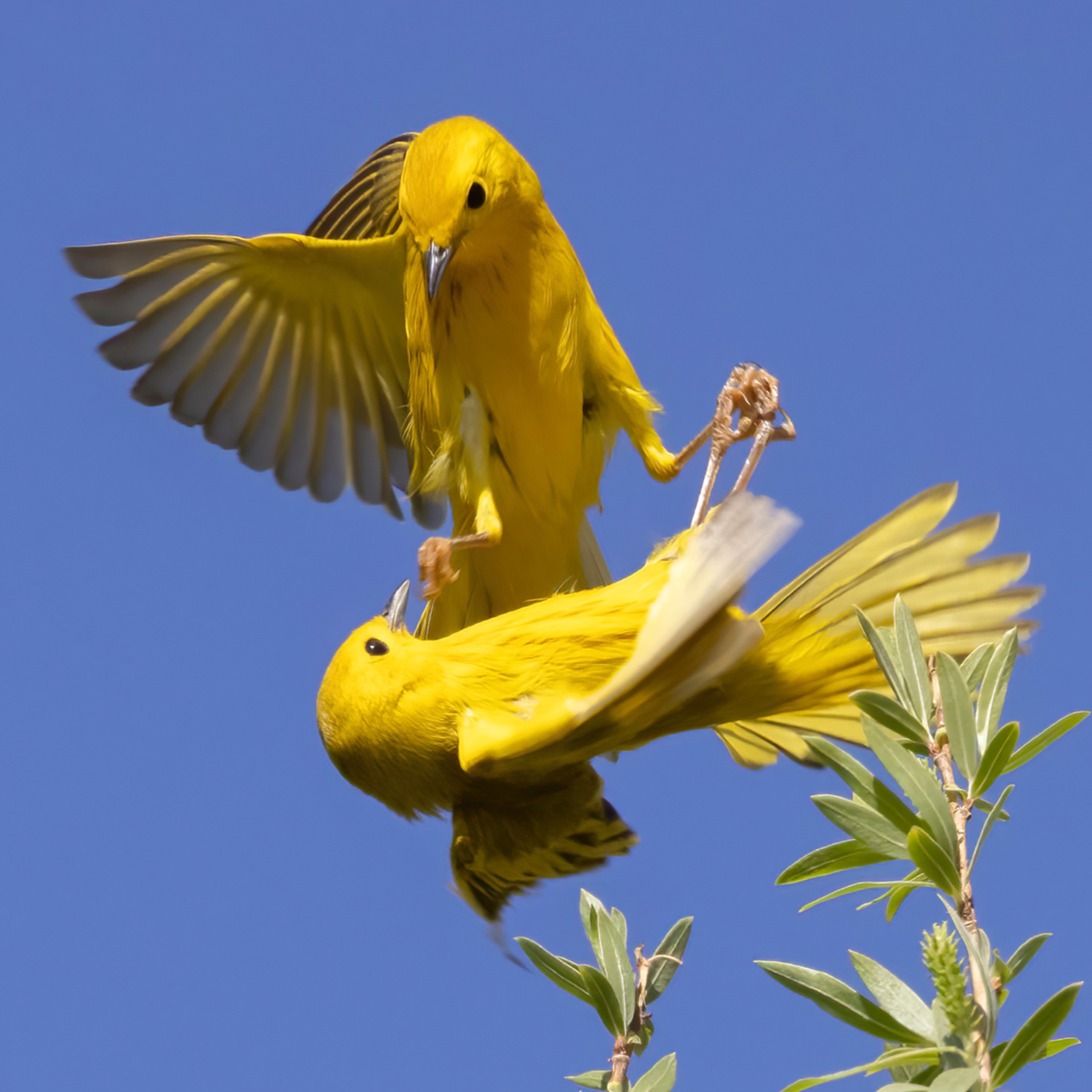 Two Yellow Warblers tussle with each other in the air.