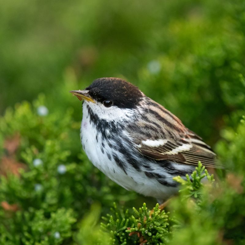 A Blackpoll Warbler, a black and white songbird, perches in a deciduous tree.
