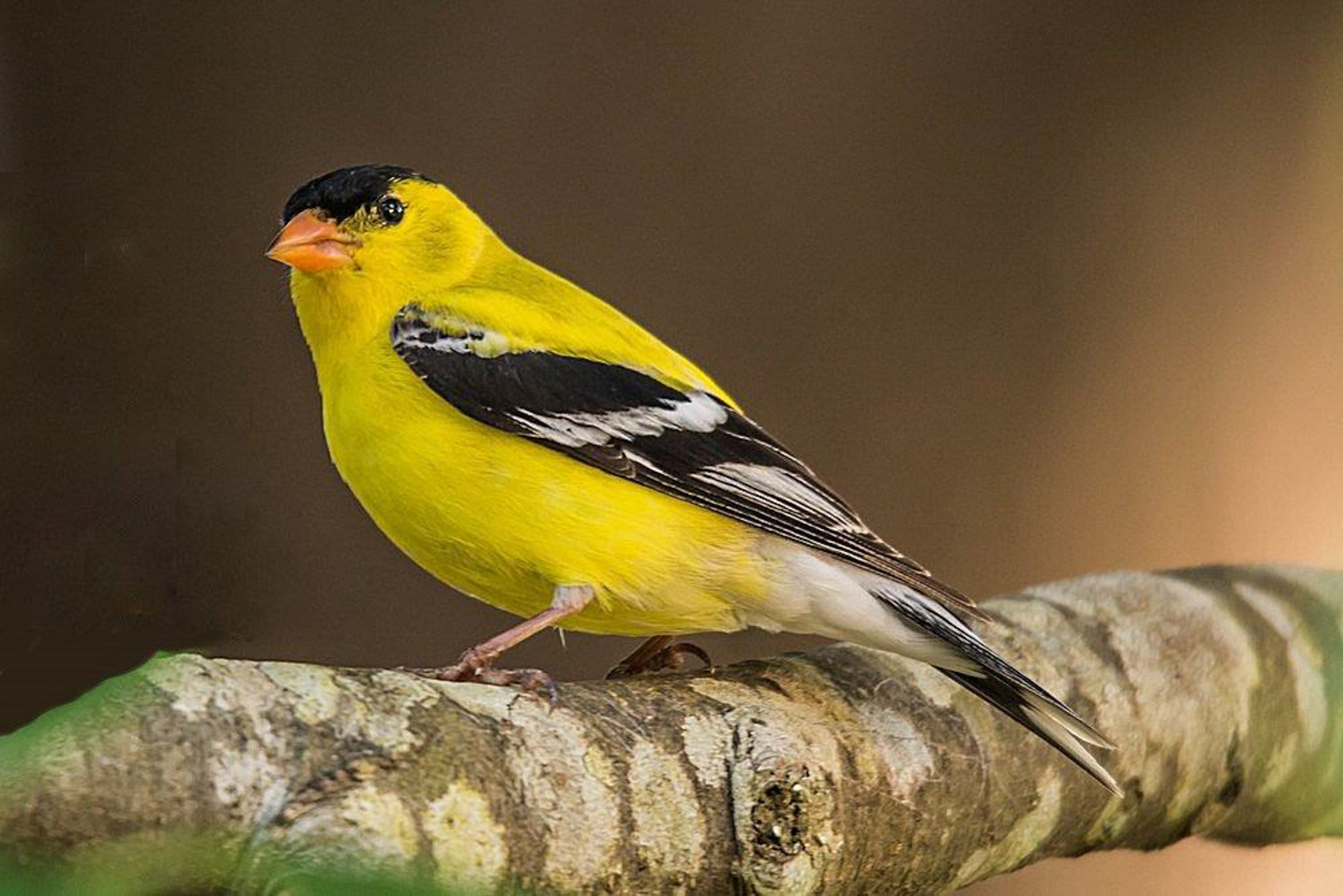 american goldfinch sitting on a branch