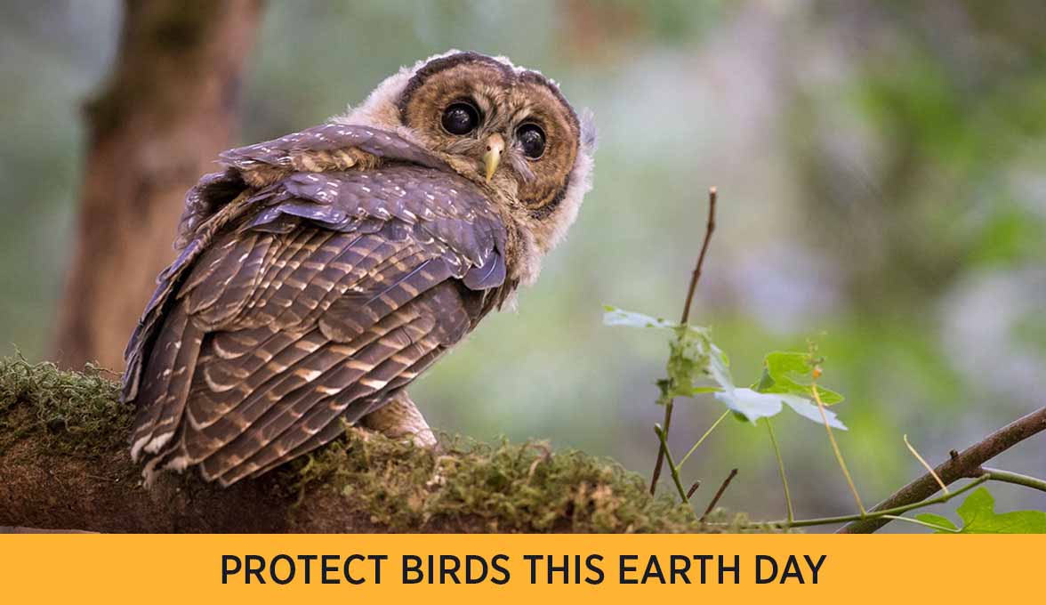 PROTECT BIRDS THIS EARTH DAY