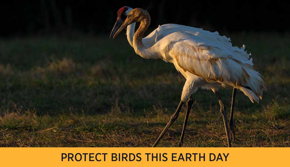 PROTECT BIRDS THIS EARTH DAY