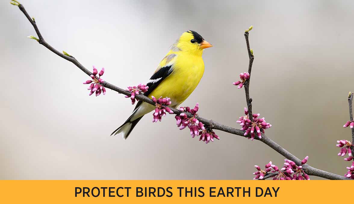 PROTECT BIRDS THIS EARTH DAY