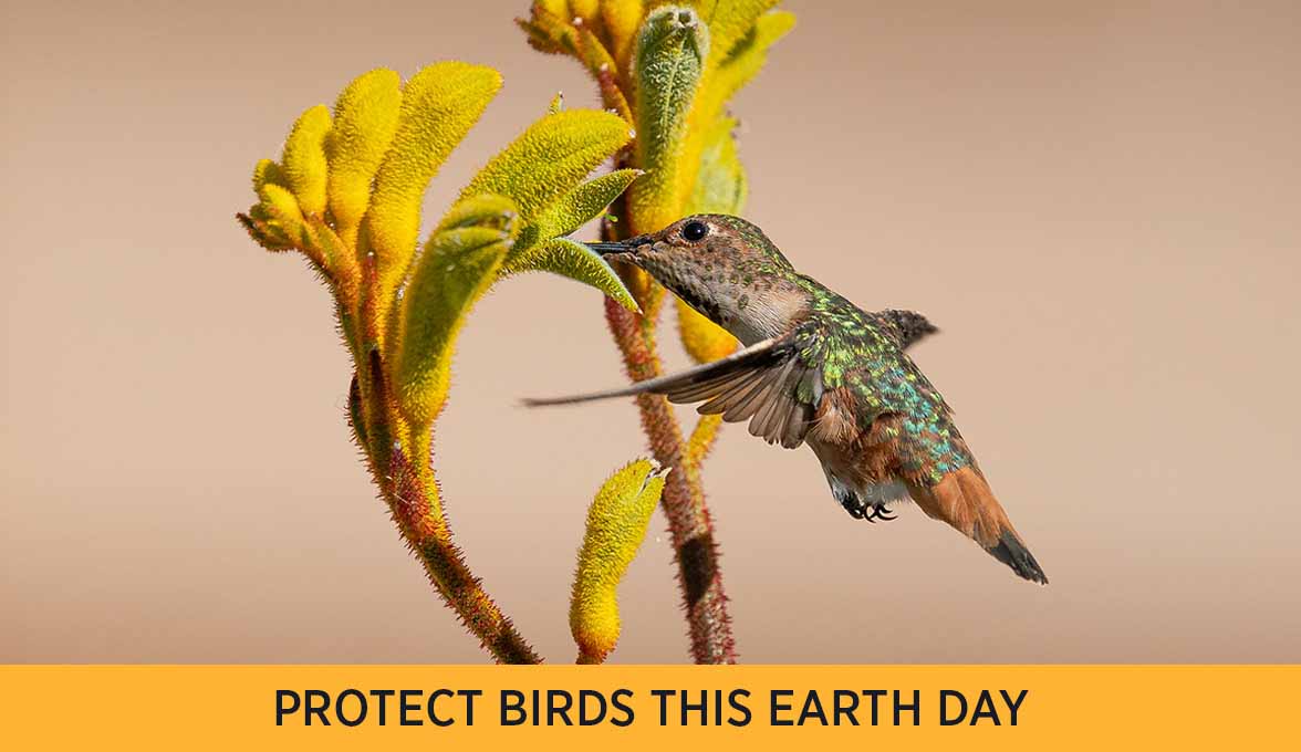 PROTECT BIRDS THIS EARTH DAY