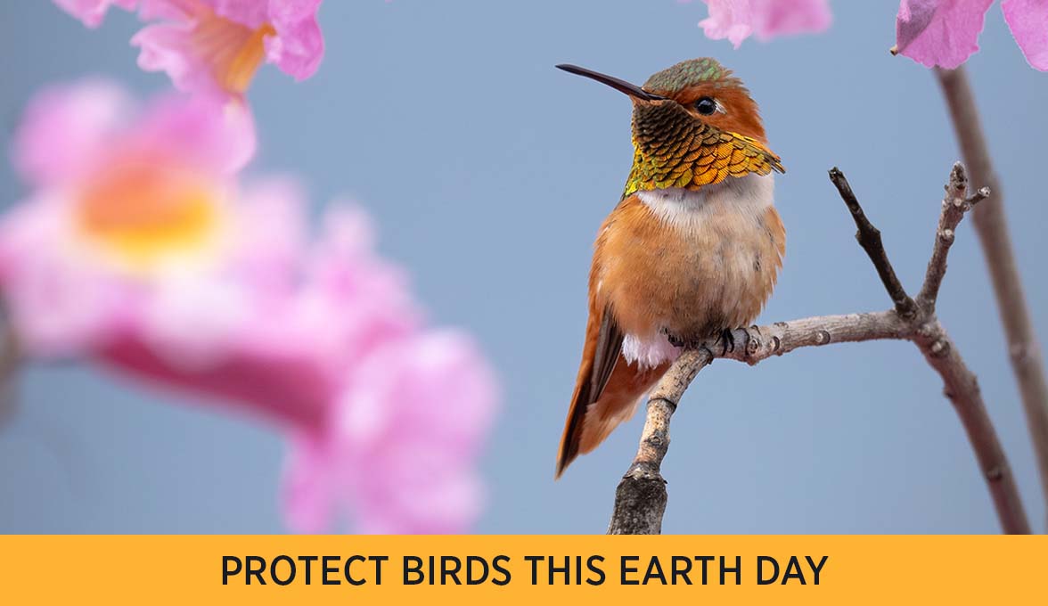 Allen's Hummingbird.