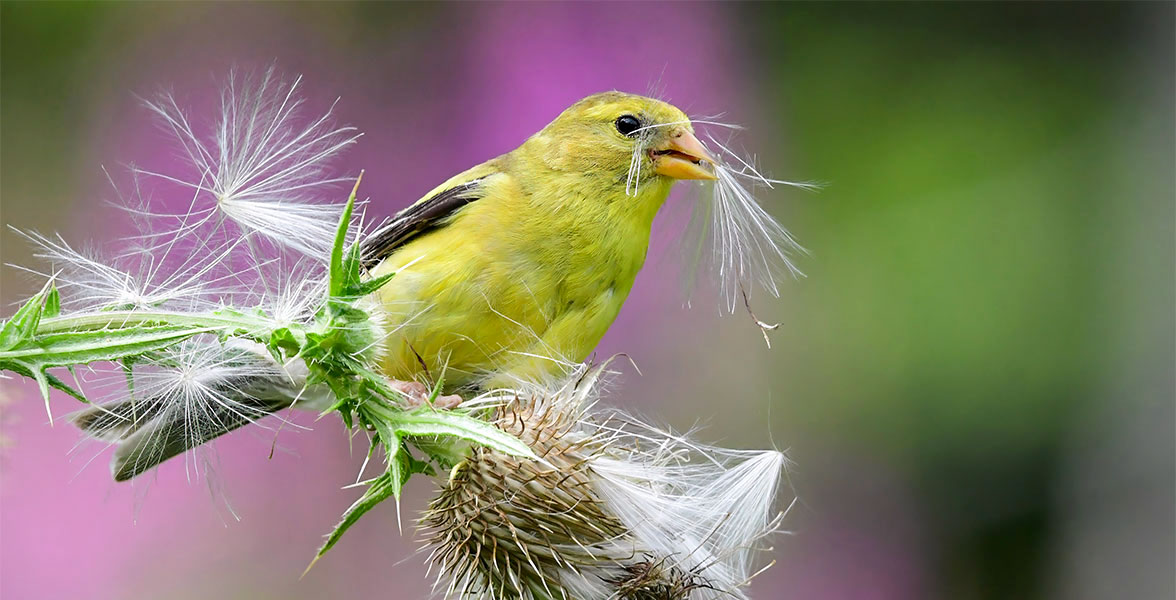 An American Goldfinch perches on a plant. They hold a bundle of cypselae in their beak.