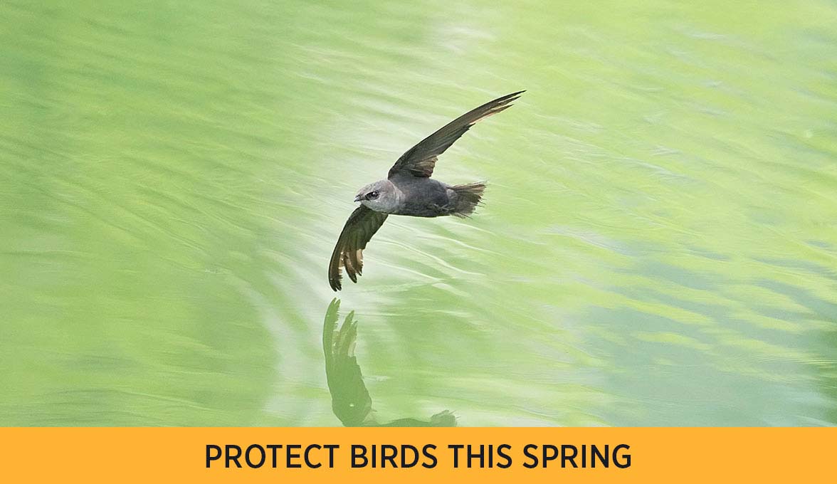 Chimney Swift