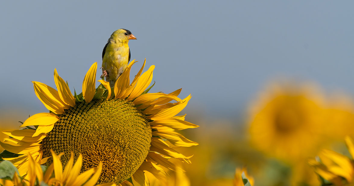 An American Goldfinch perches ontop of a sunflower.