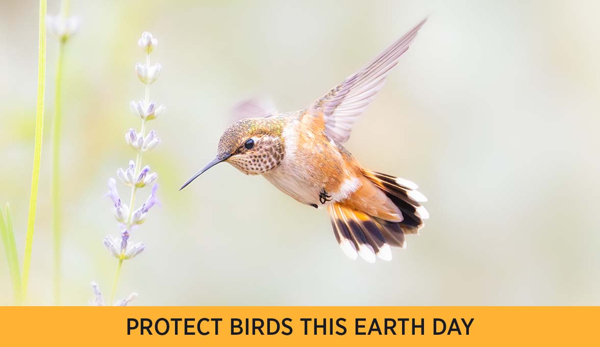 PROTECT BIRDS THIS EARTH DAY
