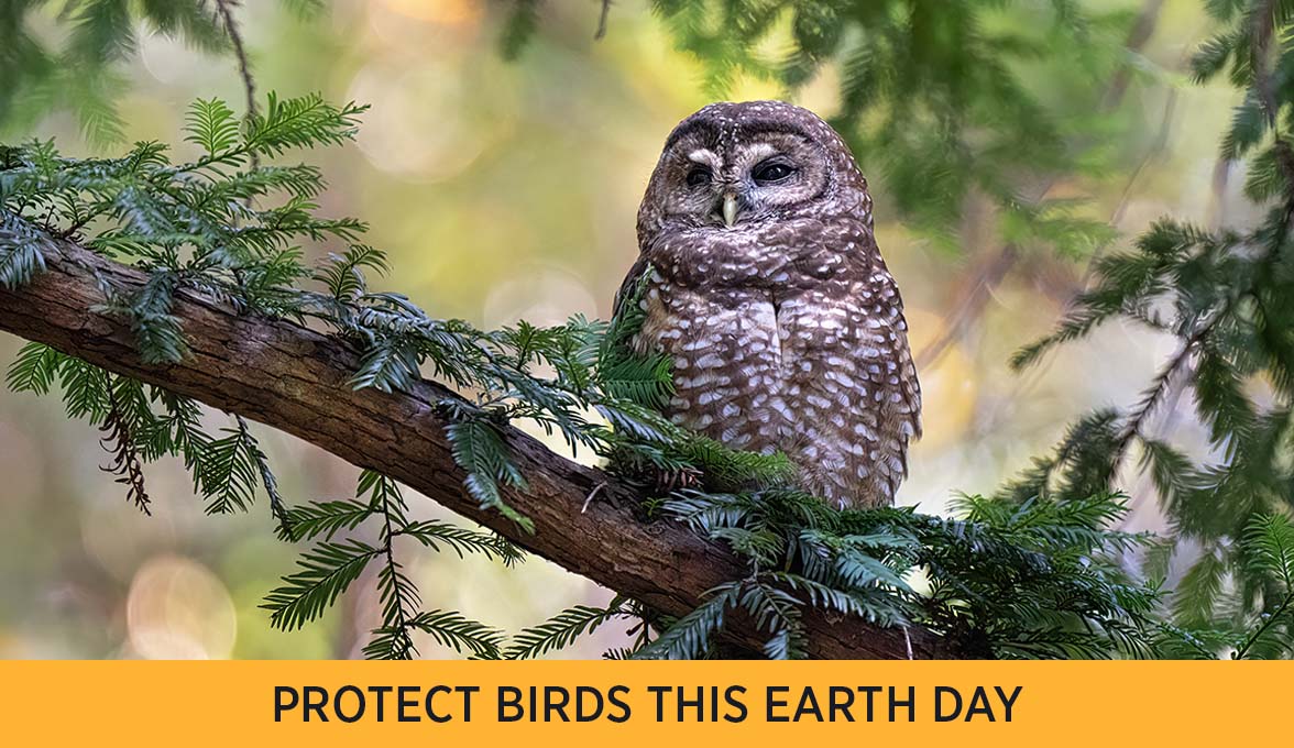 Spotted Owl. Photo: Karen Bilgrai Cohen/Audubon Photography Awards