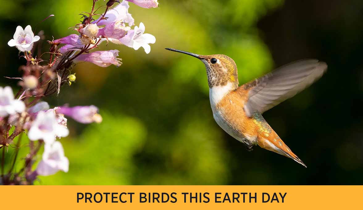 PROTECT BIRDS THIS EARTH DAY