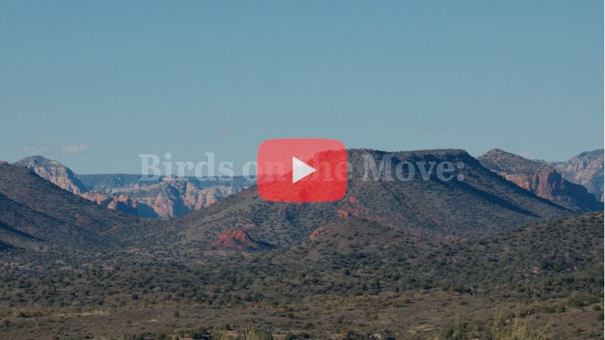 The YouTube "play button" is centered on screen. In the background is a mountain range with a clear blue sky. Text reads "Birds on the Move: Desert Rivers."