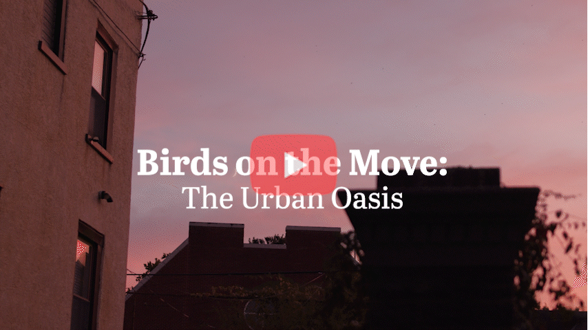 A city during golden hour. Centered text reads "Birds on the Move: The Urban Oasis."