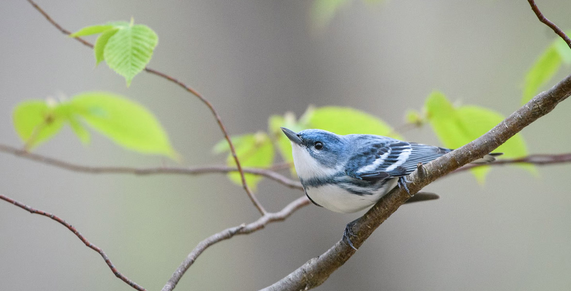 Photo of a Cerulean Warbler.