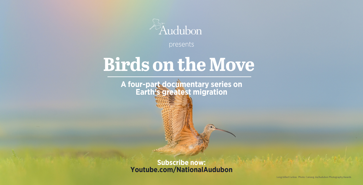 A Long-billed Curlew stretches their wings while standing on a grassy plain.