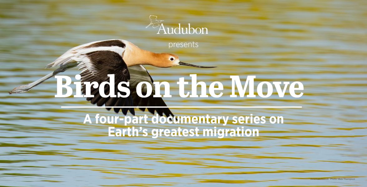 An American Avocet mid-flight. Centered text reads "Birds on the Move." Under that, more text reads "A four-part documentary series on Earth's greatest migration."
