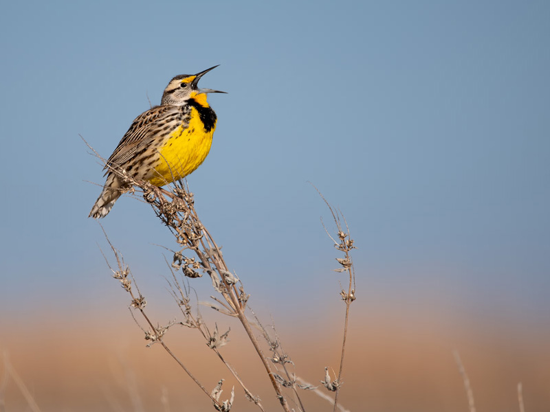 Photo of an Eastern Meadowlark.