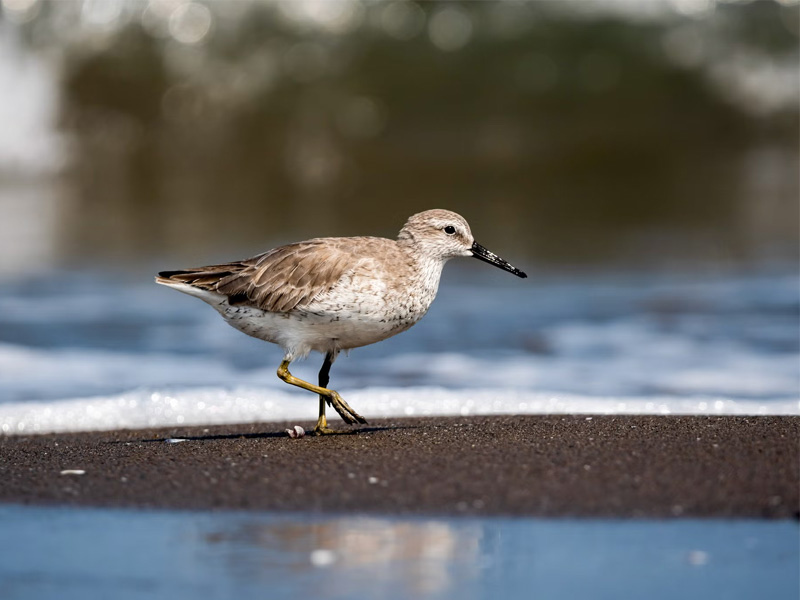 Photo of a Red Knot on the shoreline.