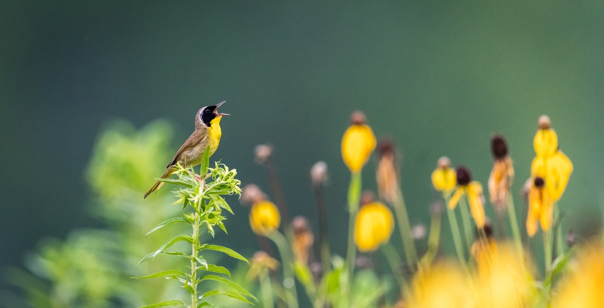 A Common Yellowthroat sings while perched on a plant. They are surrounded by Black-Eyed-Susans.