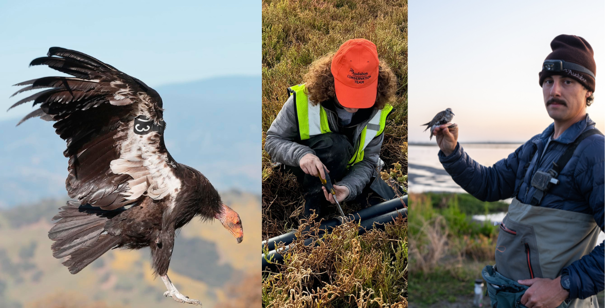 California Condor, Richardson Bay Field Day, Migratory Bird Conservation Partnership tagging.