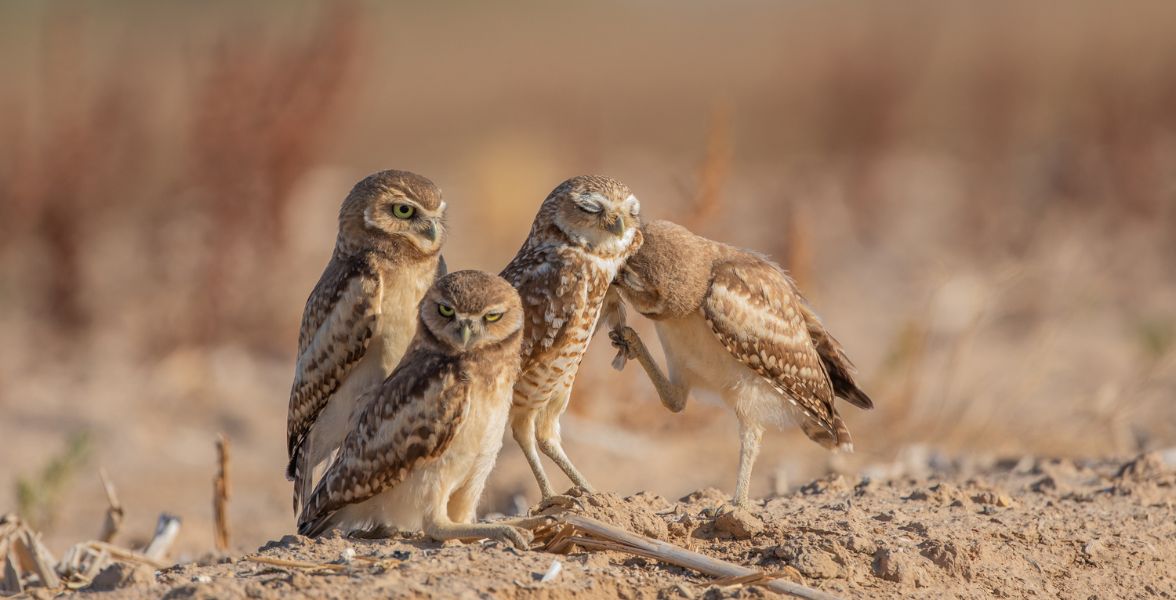 Burrowing Owls. Photo: Stefan-Kathman.
