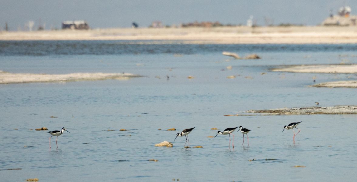 Black-necked Stilts at the Salton Sea.