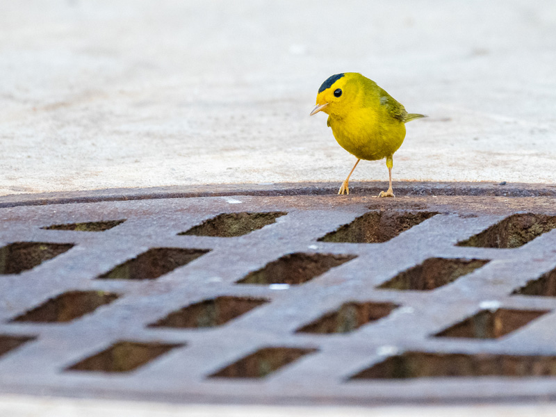 Photo of a Wilson's Warbler.