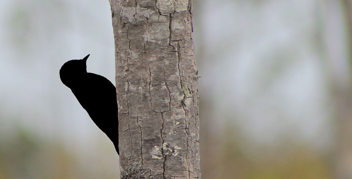 A silhouette of a woodpecker on a tree.