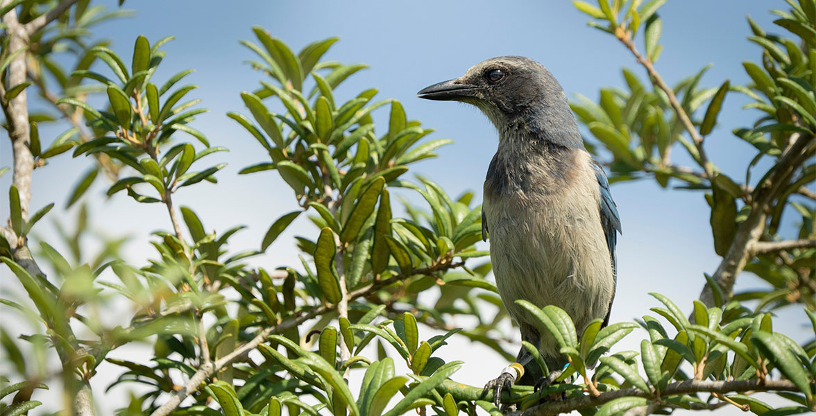 A Florida Scrub-Jay perches on a tree branch, surrounded by foliage.